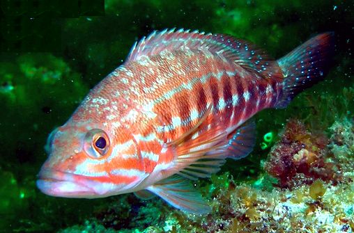 Serranus cabrilla_07,jpg